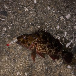 メバリングナイトゲーム