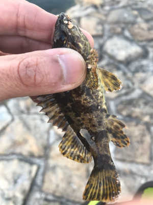 デイでもナイトでもロックフィッシュ