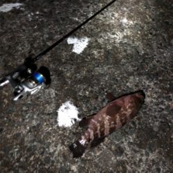 ナイトロックフィッシュ