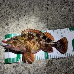 メバリング調査！