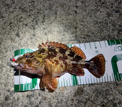 メバリング調査！