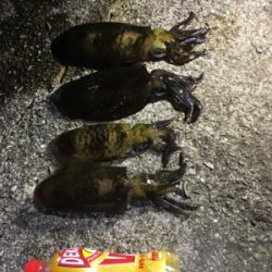 年明けも。。。。