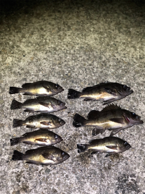 メバリング日和