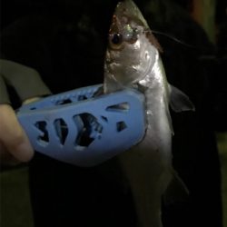 合津港ムシング