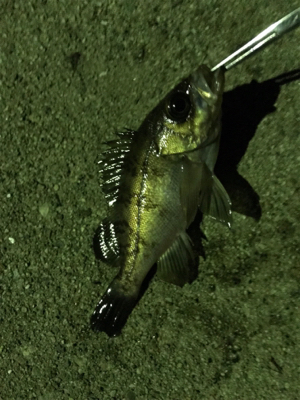 アジングでアジ&メバル