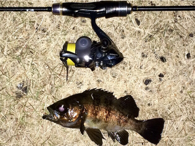 メバリンガー1810〜1850