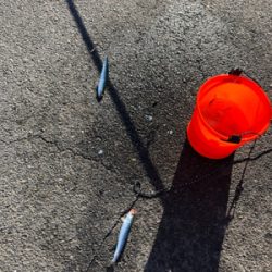 やっぱりサビキは最強