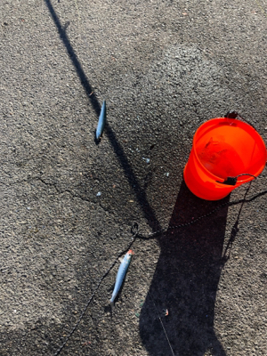 やっぱりサビキは最強