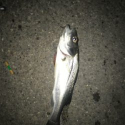 金城埠頭でアナゴ釣り