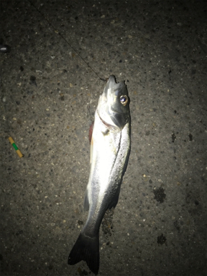 金城埠頭でアナゴ釣り