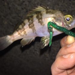 狙ったメバルはおったけど、ちっちゃ！