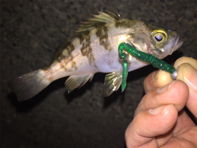 狙ったメバルはおったけど、ちっちゃ！