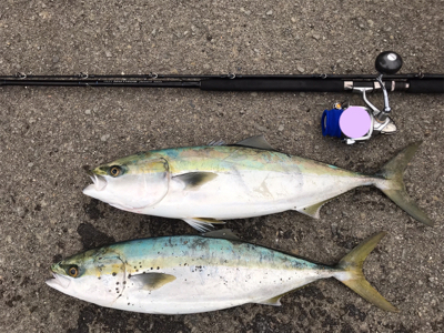 ショワジギング