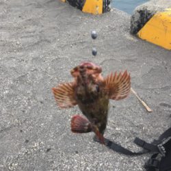 またまたカサゴ