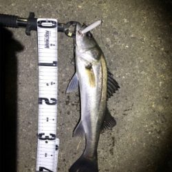 極寒のシーバス