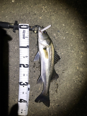 極寒のシーバス