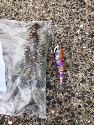 底物狙いのはずが、、、