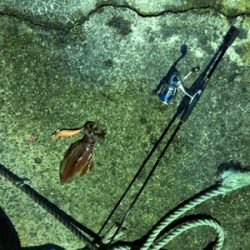 アカイカエギング