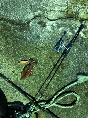 アカイカエギング