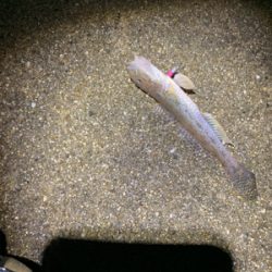 久しぶりのガシラ