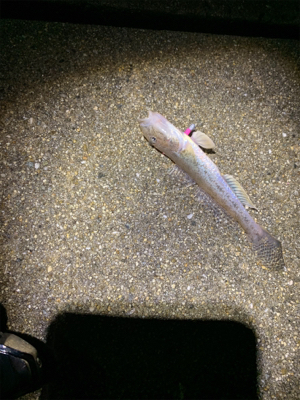 久しぶりのガシラ