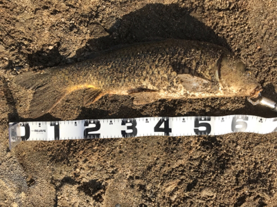 久しぶりにパンで鯉！