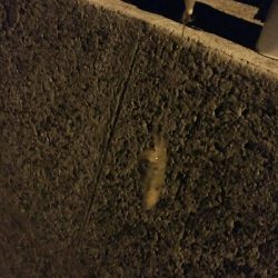 ヒイカ、まだ楽しめます!