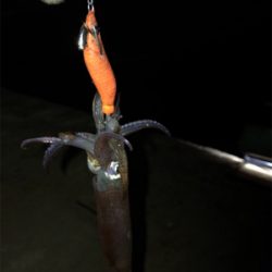 ムラのあるヒイカ釣り(＞＜)