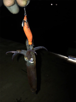 ムラのあるヒイカ釣り(＞＜)