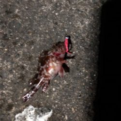 ナイトガシリング