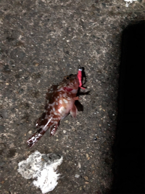 ナイトガシリング