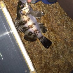 2019 メバリング 2nd