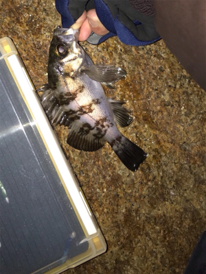 2019 メバリング 2nd