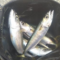 サバならデカい！