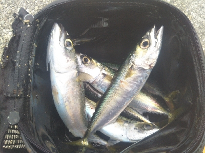 サバならデカい！