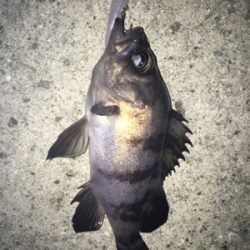 2019年初釣り メバリング編