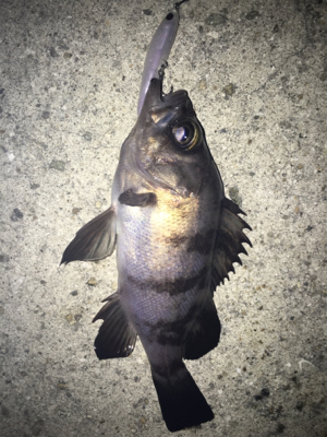 2019年初釣り メバリング編