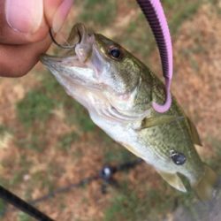 琵琶湖 温排水釣行