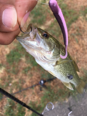 琵琶湖 温排水釣行