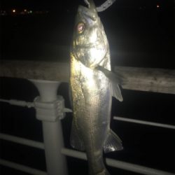 ホームで今年初シーバス