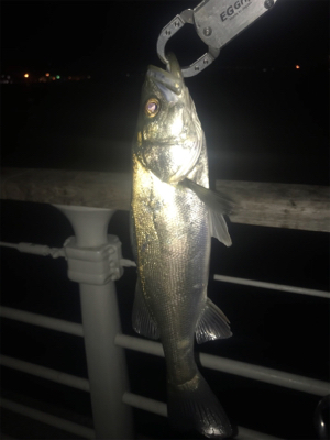 ホームで今年初シーバス