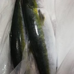 鳥羽ジギング！