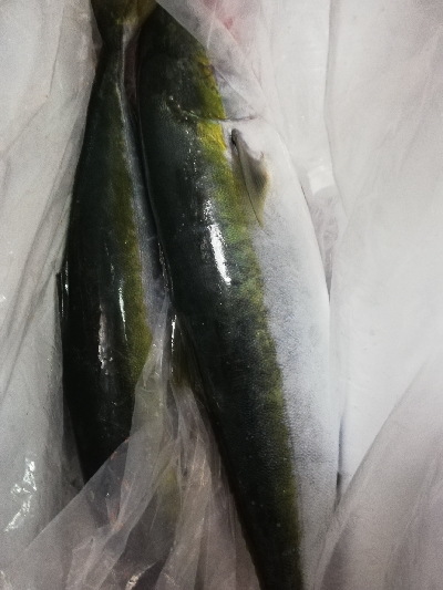 鳥羽ジギング！