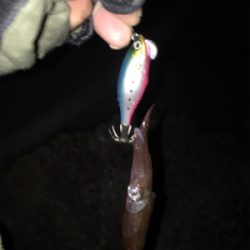 飽きもせずヒイカ狙い！