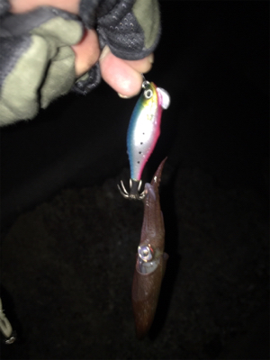 飽きもせずヒイカ狙い！