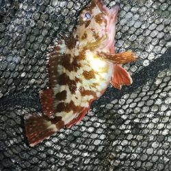 ナイトメバリング