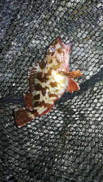 ナイトメバリング