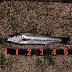 今年初のシーバス