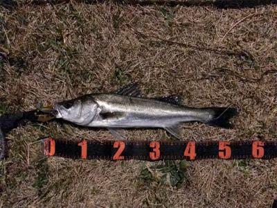 今年初のシーバス