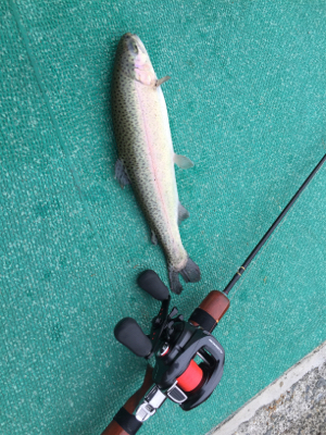 服部緑地プールで釣れた